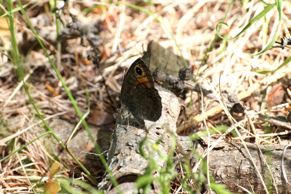 Lasiommata sp., maera o petropolitana